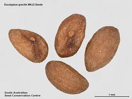   Seeds:   Eucalyptus gracilis ; Photo by South Australian Seed Conservation Centre, used with permission
